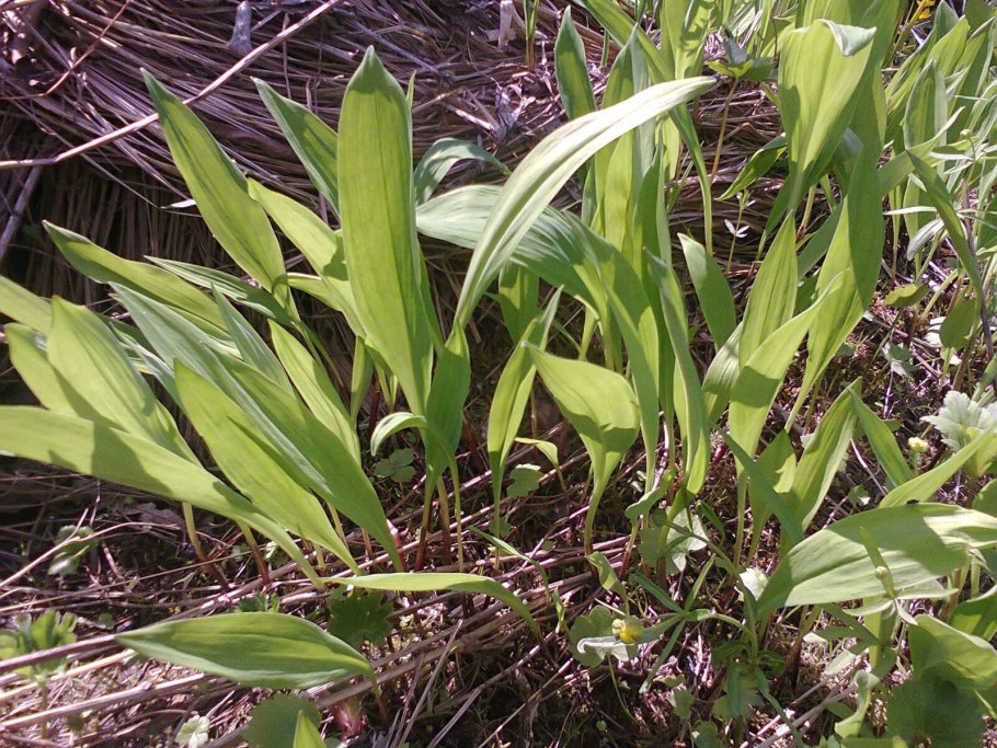 Черемша Сибирская