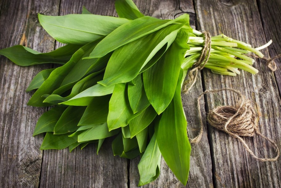 Черемша соленая