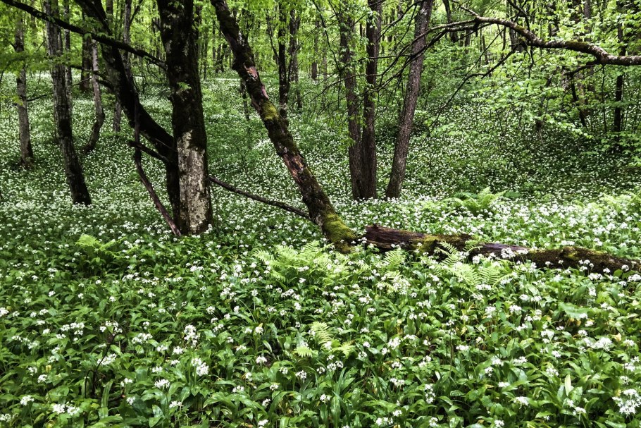 Листья черемши