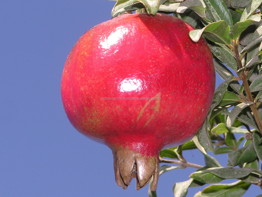 Гранат Нана карликовый плоды