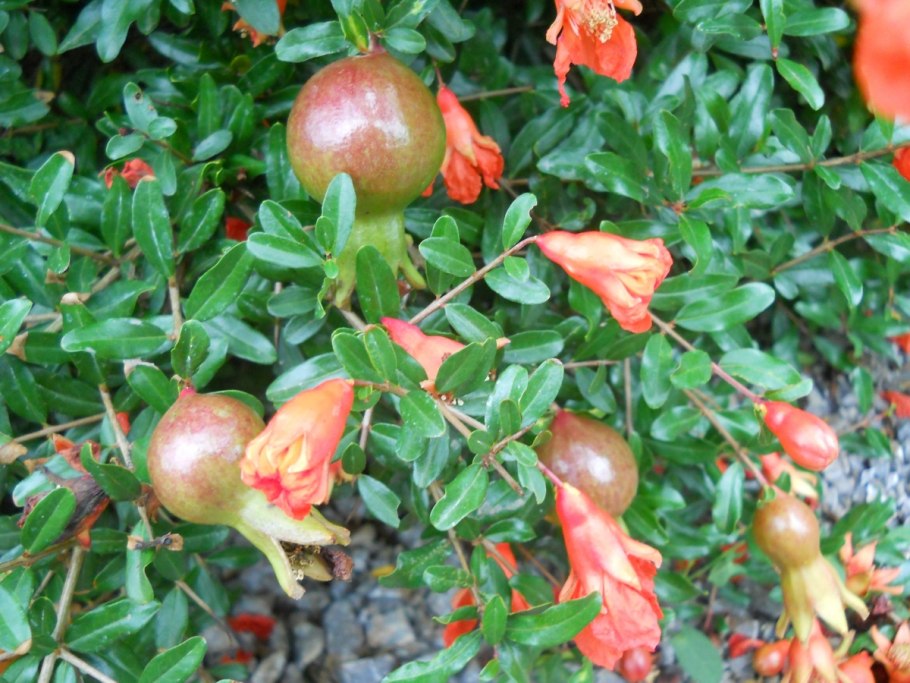 Гранат сорта Самаркандский