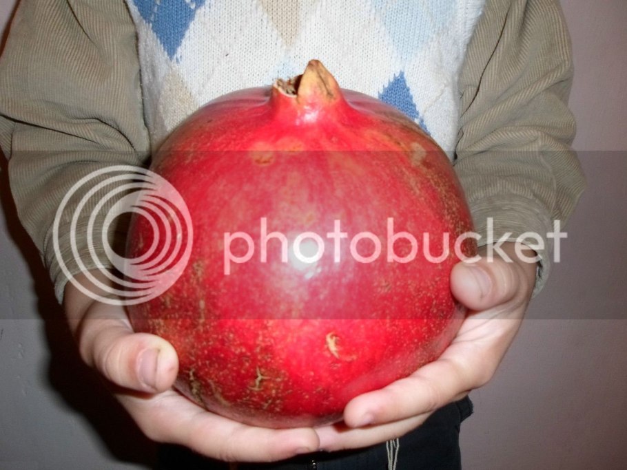 Гранат карликовый Карфаген