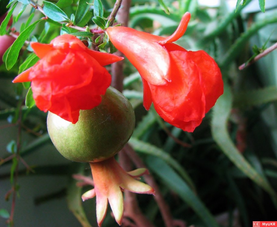 Гранат Карфаген