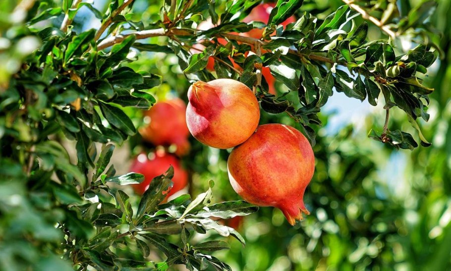 Гранат Гюлейша красная