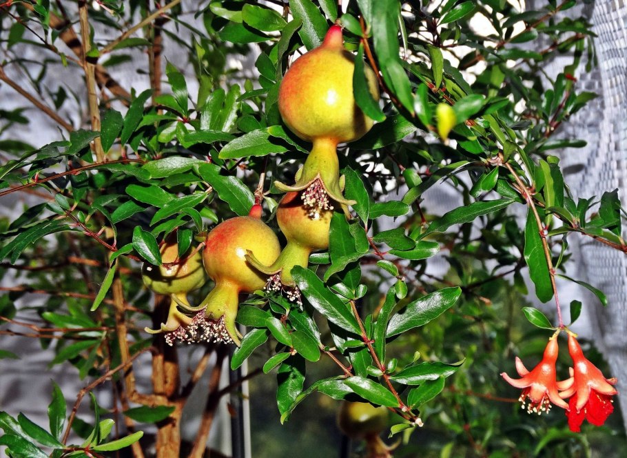 Гранат комнатный Punica granatum