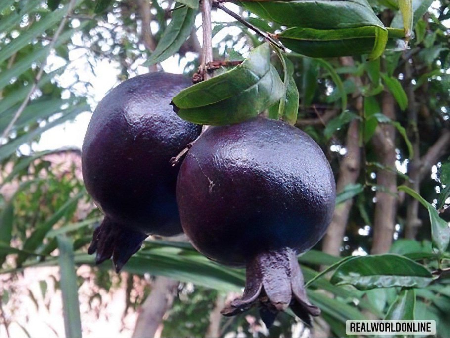 Гранат сорта Ахмар