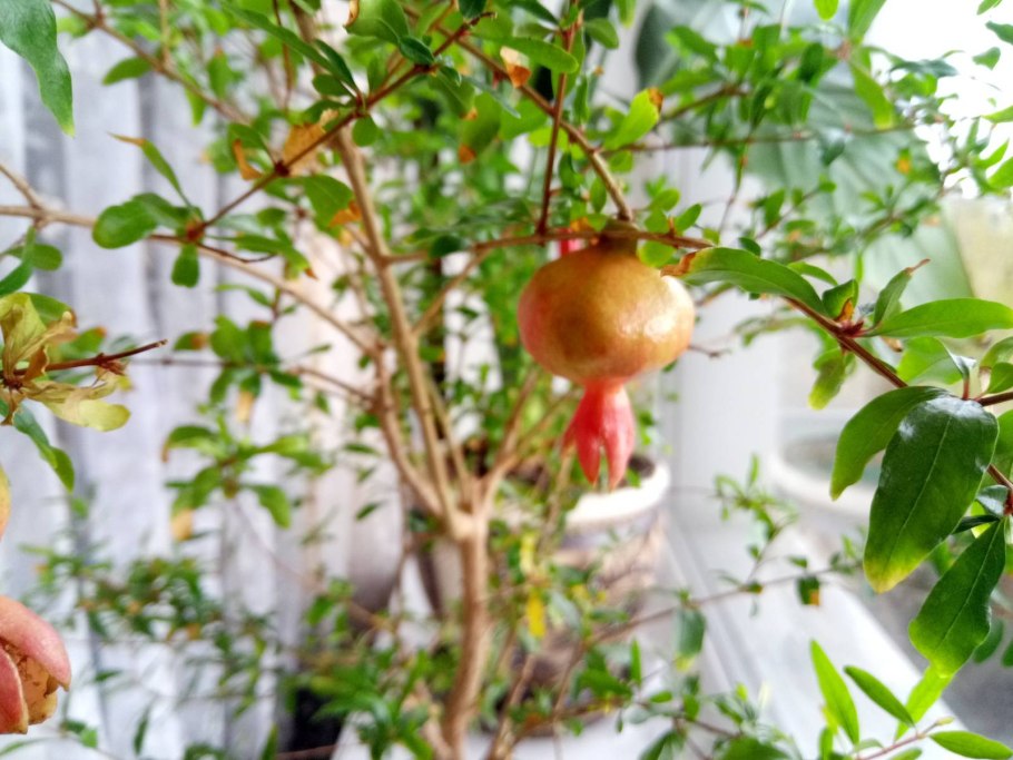 Гранат Pomegranate