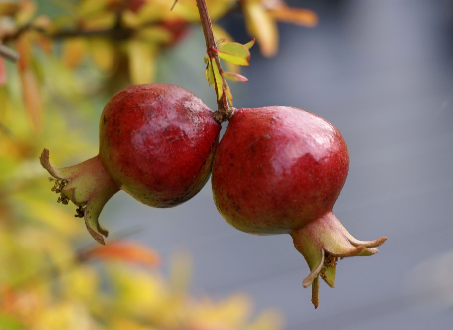 Гранат Перу