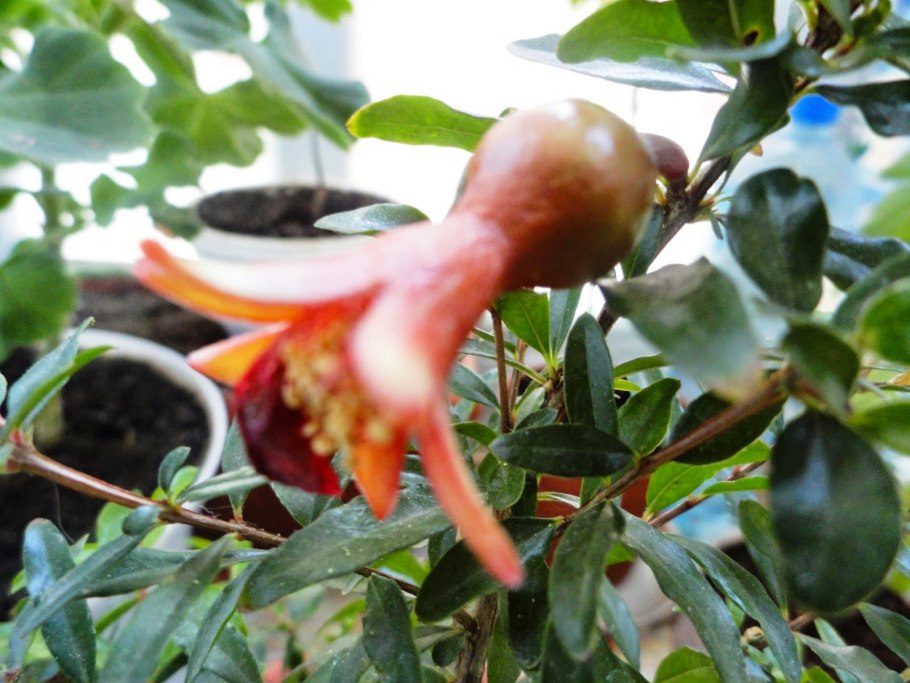 Гранат карликовый Карфаген