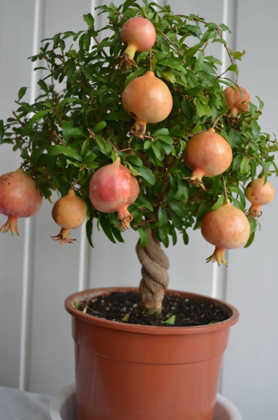 Гранат Punica granatum