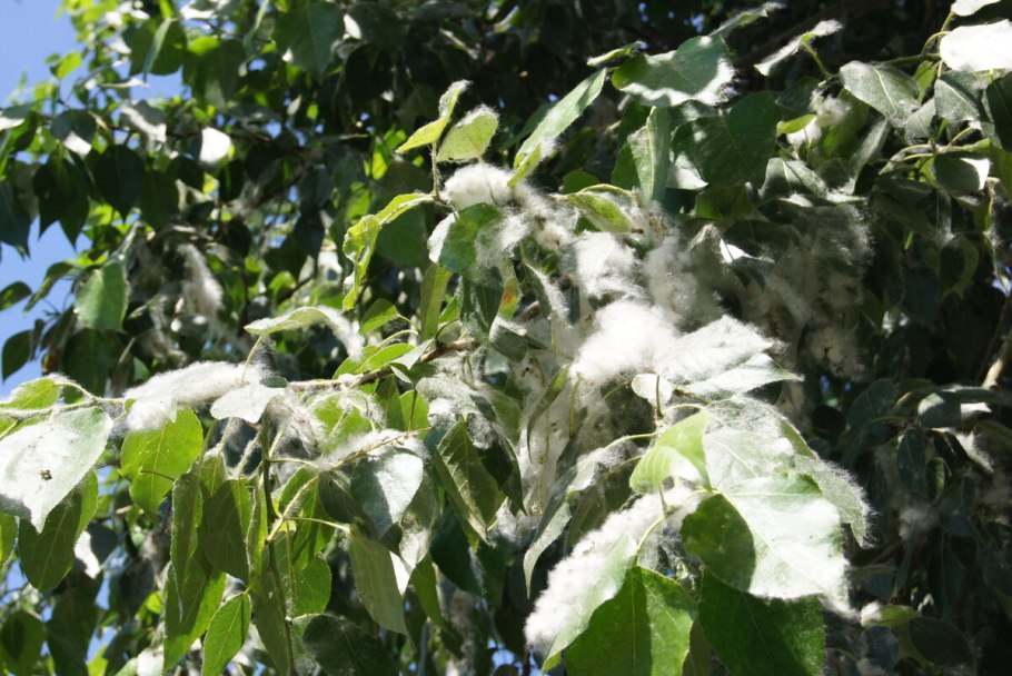 Populus Alba), фото Библейский