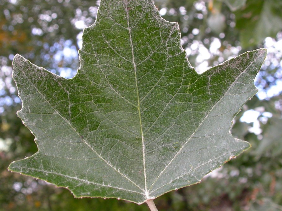 Populus Alba дерево
