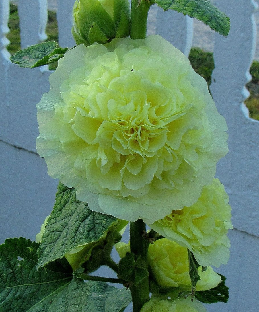 Мальва шток роза