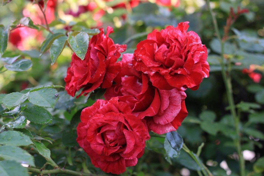 Бубуяр цветы