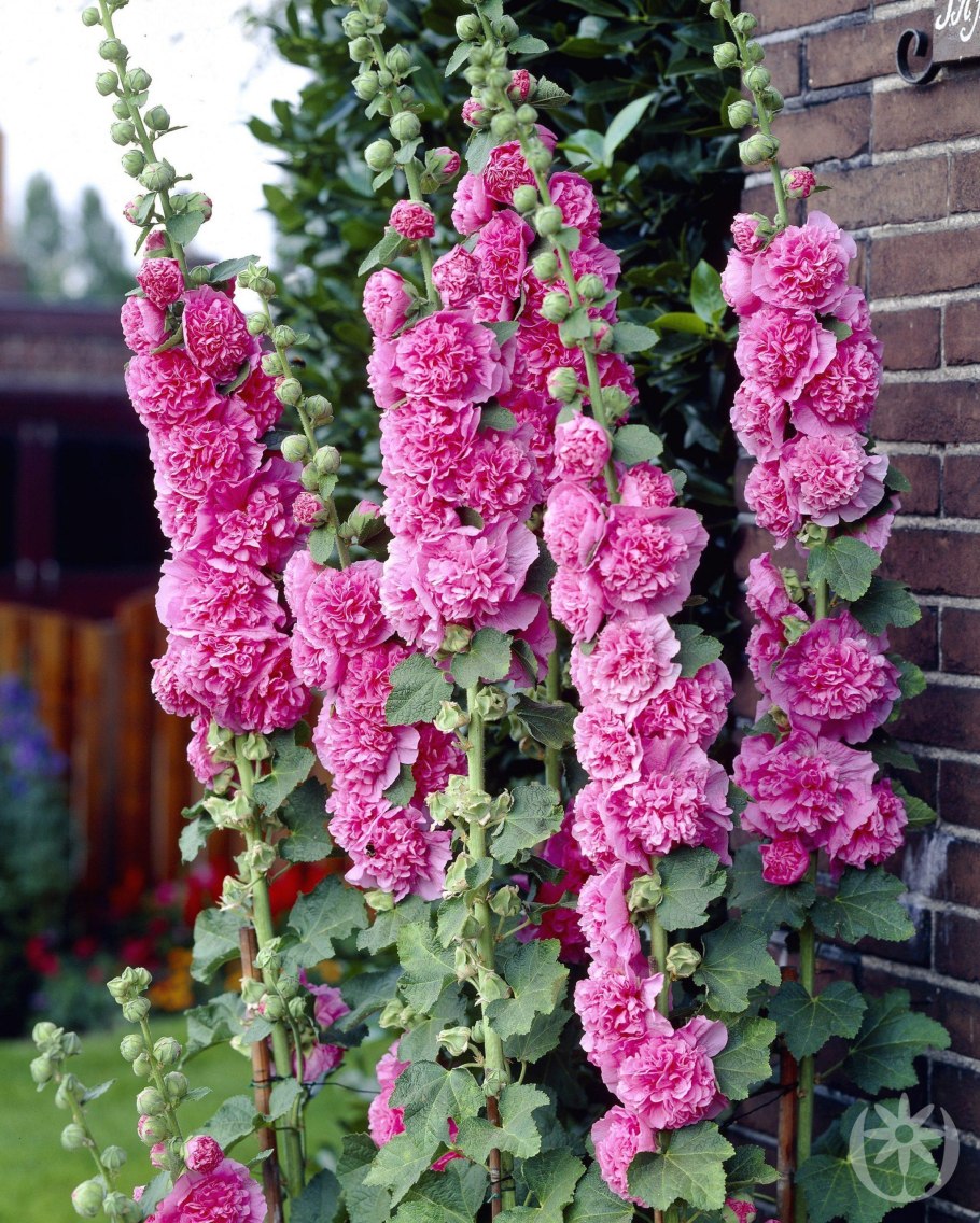 Шток-роза Бридесмейд