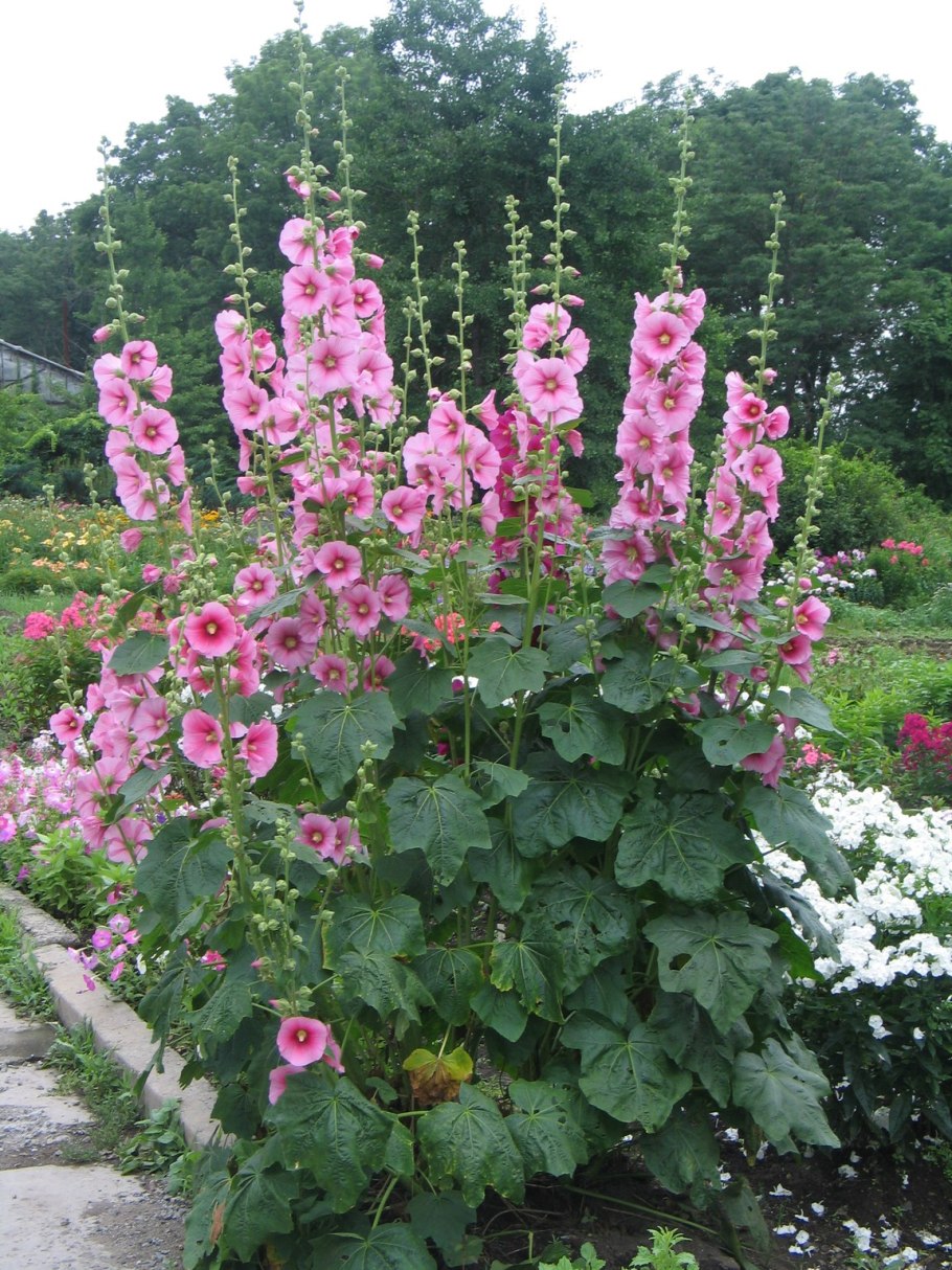 Мальва шток роза