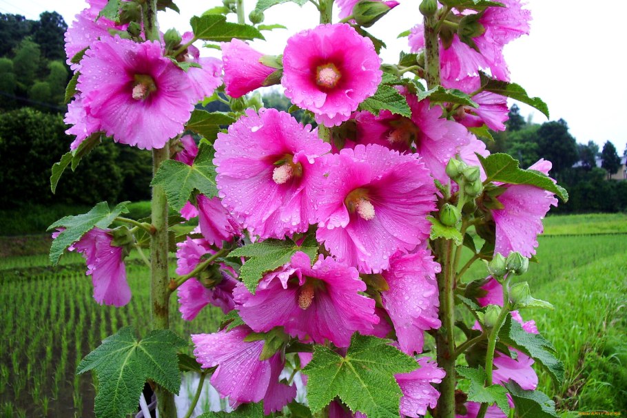 Мальва розовая