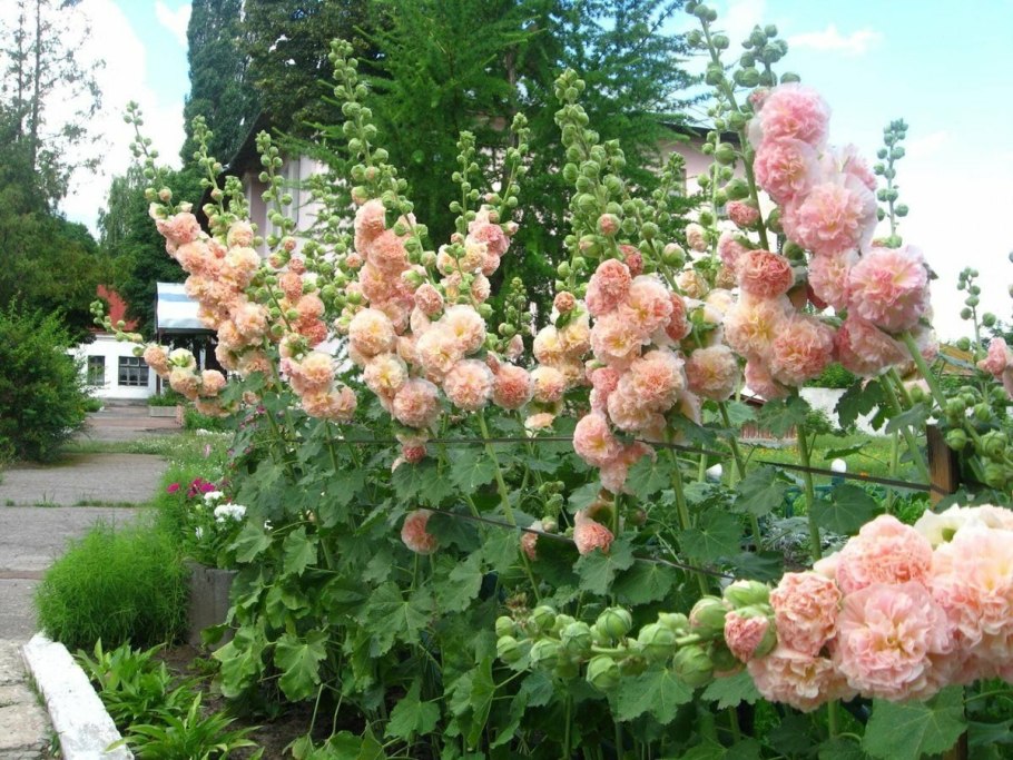 Мальва шток роза