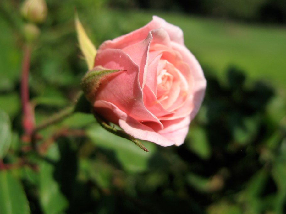 Роза читать