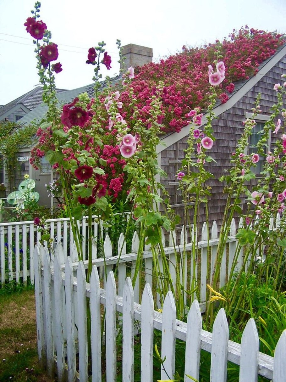 Шток роза и Мальва вдоль забора
