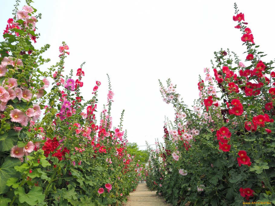 Мальва Живая изгородь