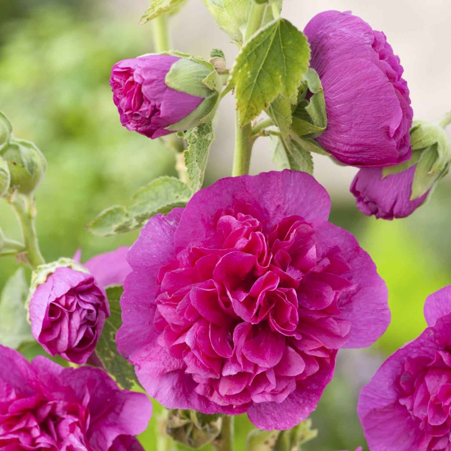 Мальва – Alcea rosea