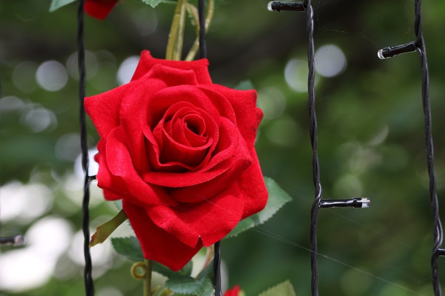 Роза Даймонд айс