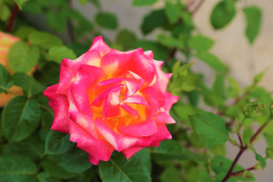 Макросъёмка природа розовая роза