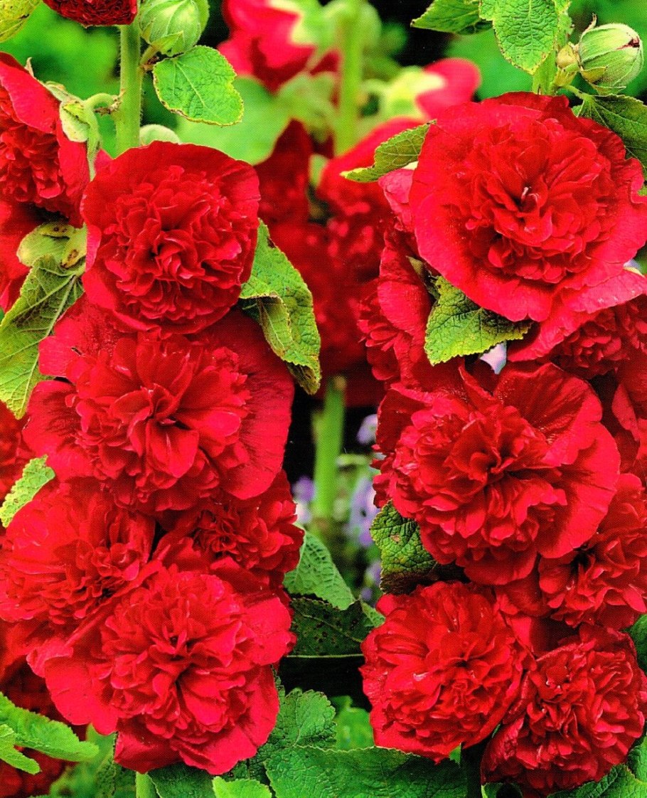 Мальва шток роза Скарлет