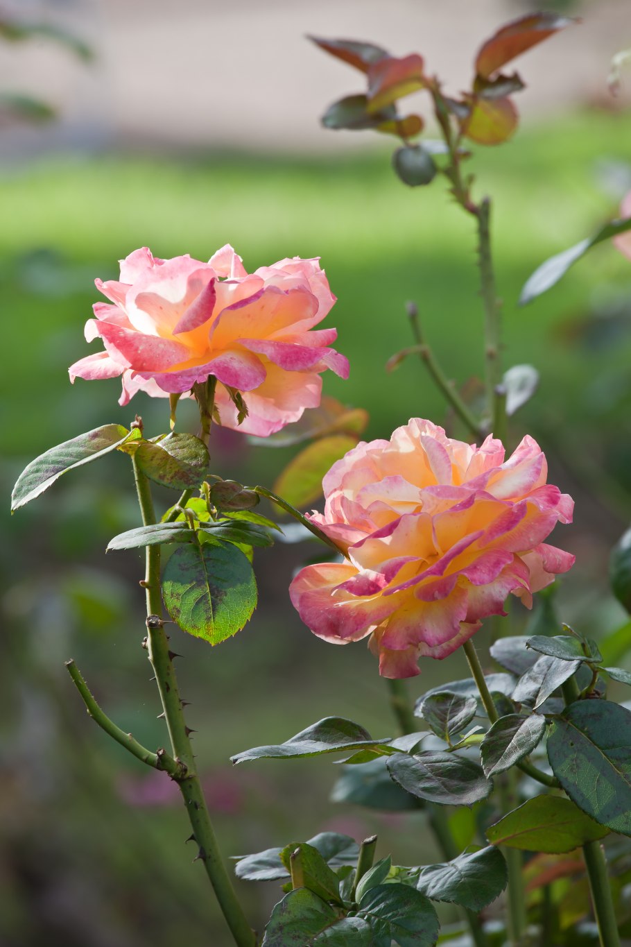 Роза Розарио