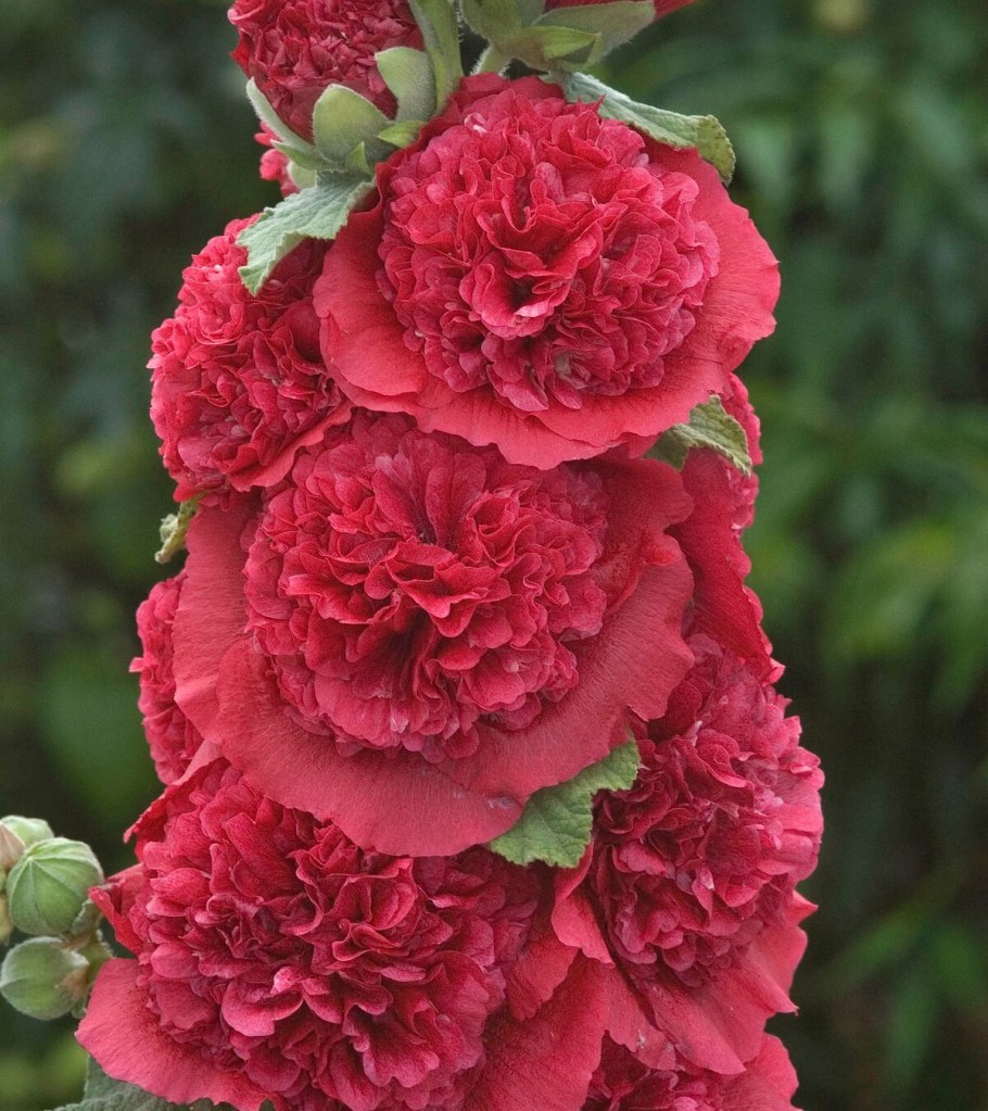 Шток-роза Alcea rosea