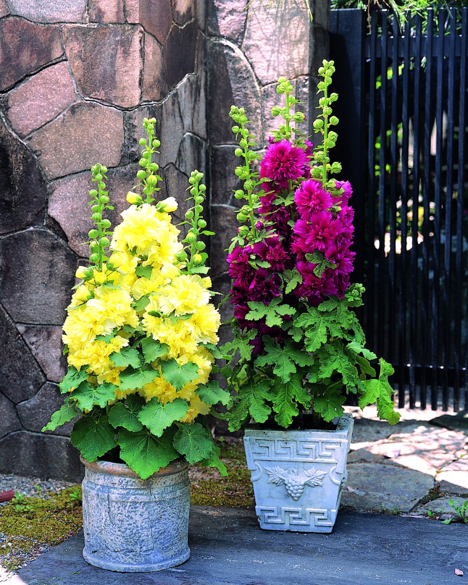 Мальва спринг селебрити