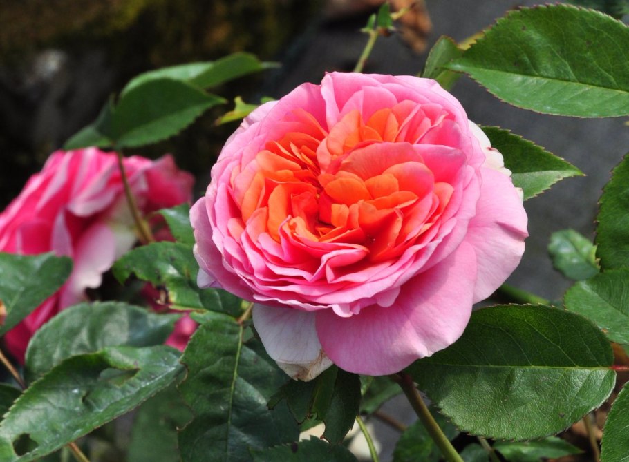 Роза мэджик таймс