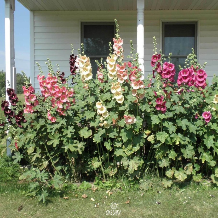 Мальва метельчатая