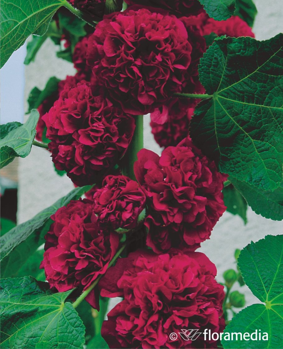 Мальва шток роза махровая