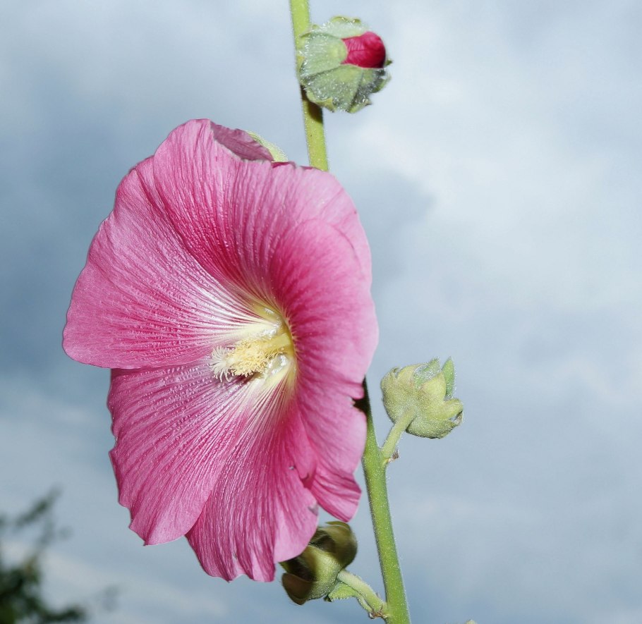 Мальва до цветения