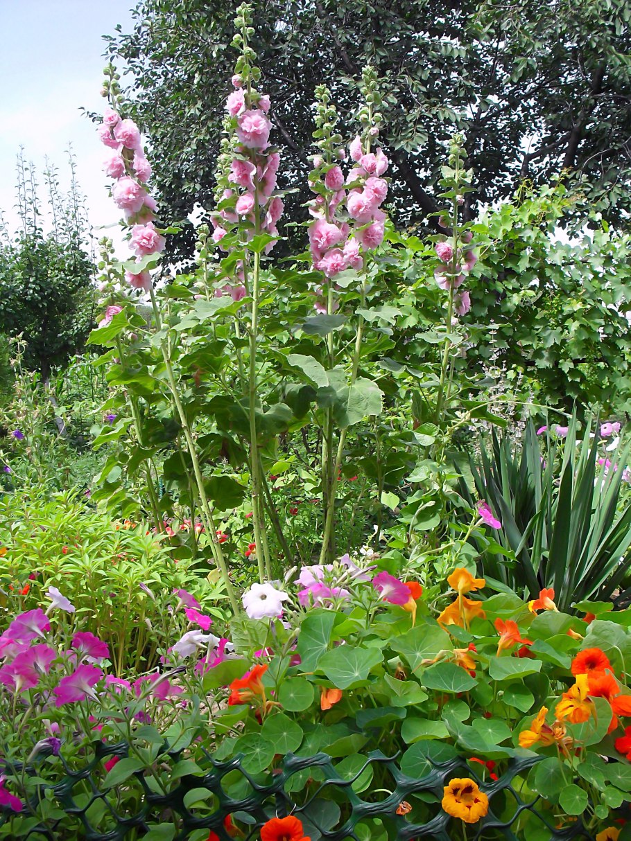 Мальва в миксбордере