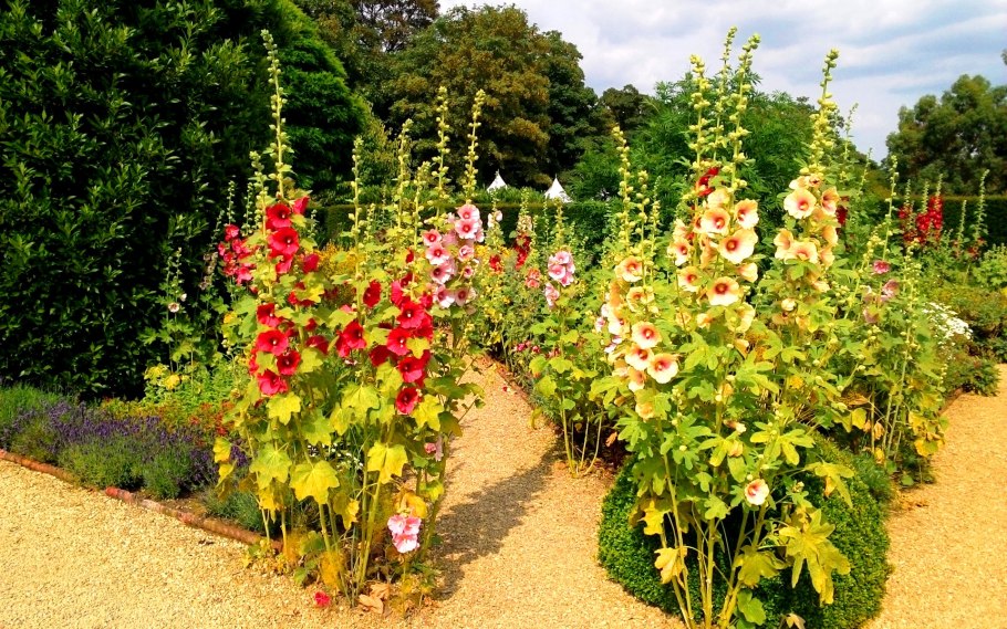 Мальва метельчатая