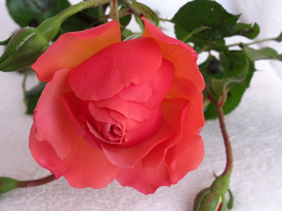 Роза Мэджик мокко