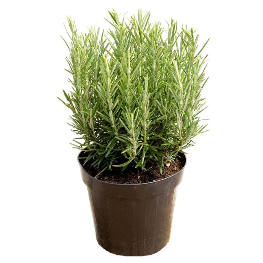 Rosemary Biberiye Rosmarinus officinalis