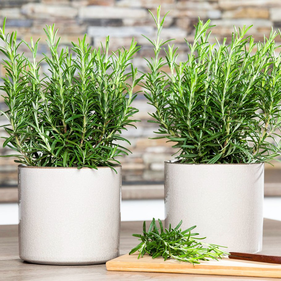 Розмарин симплхербс