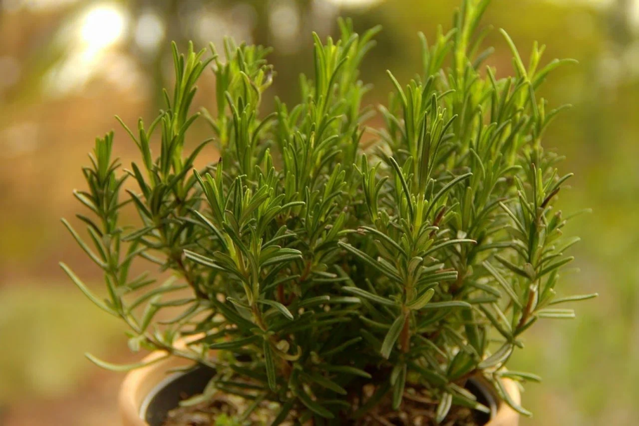 Розмарин лекарственный Майорка