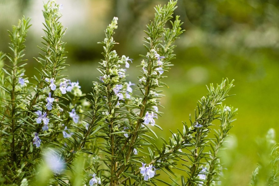 Розмарин officinalis