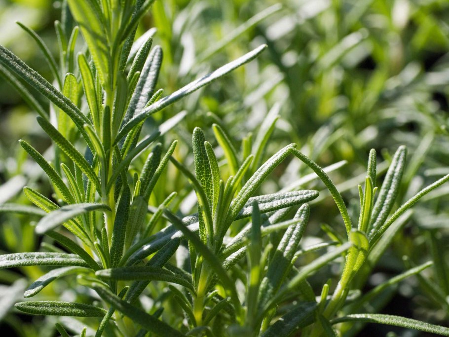 Розмарин officinalis