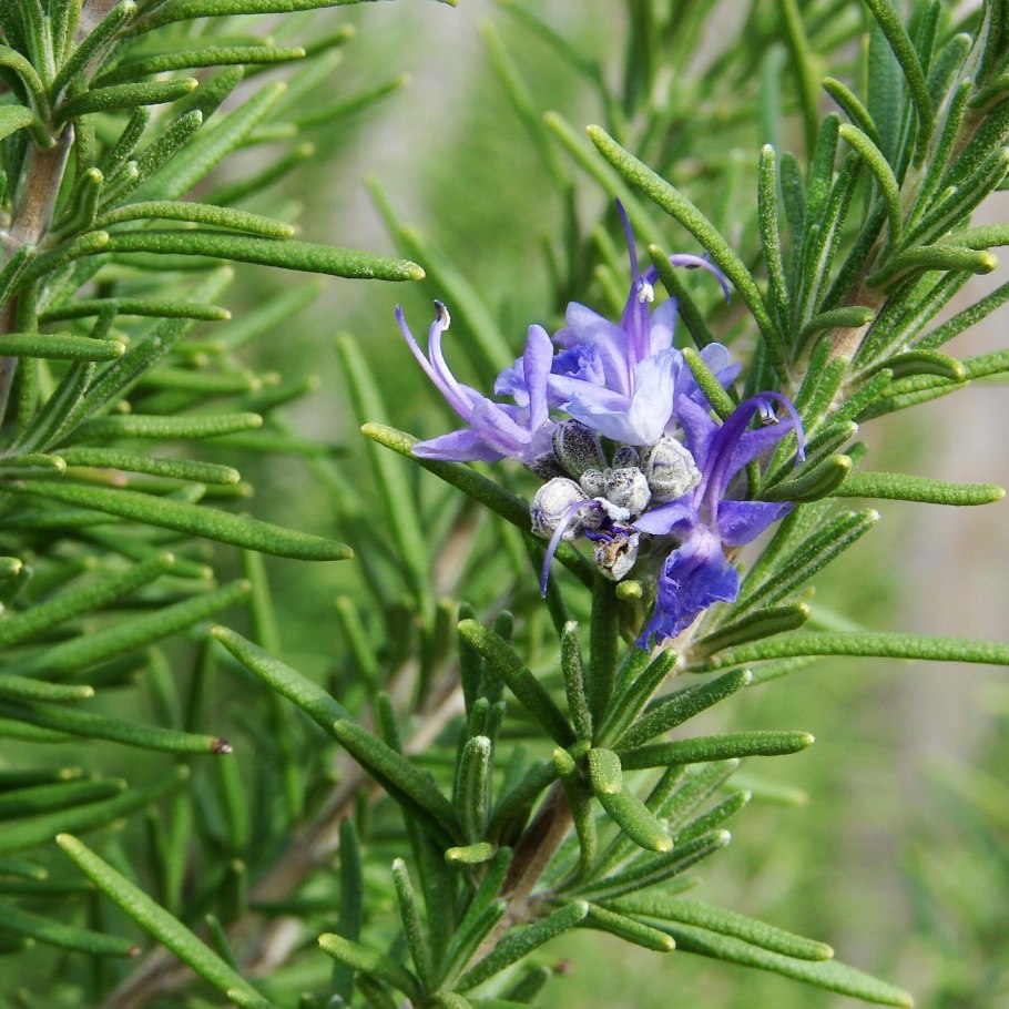 Розмарин Блю Винтер