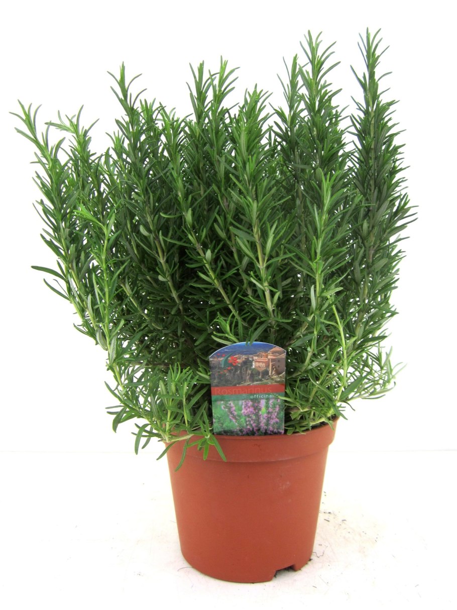 Розмарин officinalis