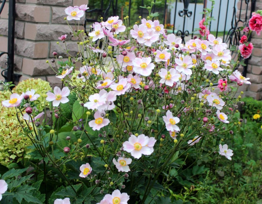 Анемона японская осенняя