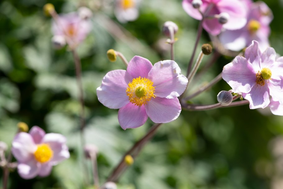 Анемона японская 'praecox'