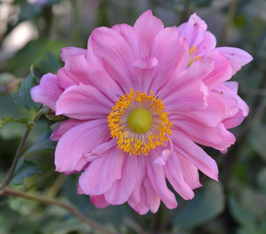 Анемона японская осенняя