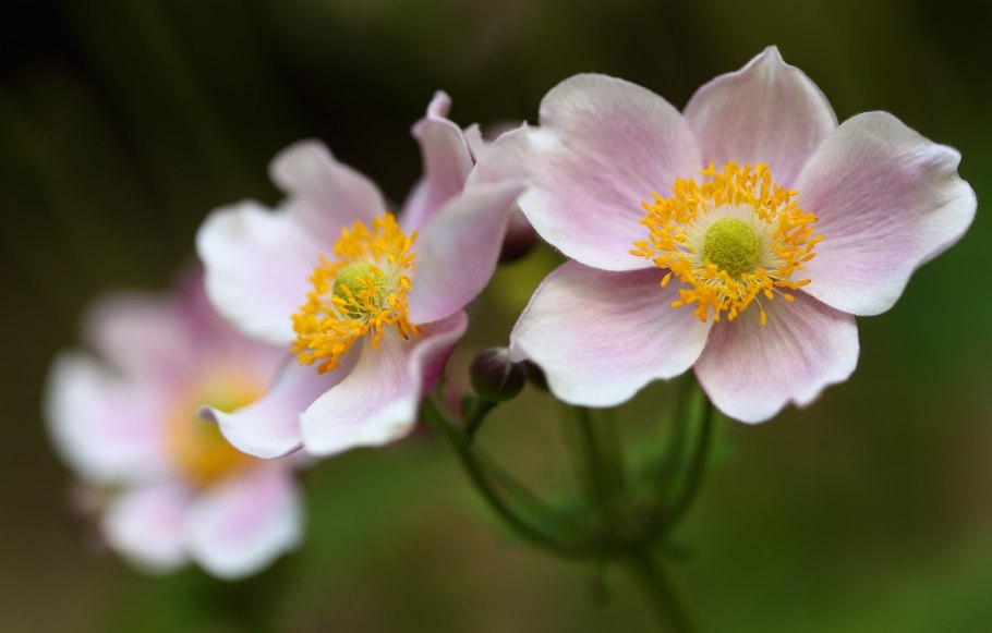 Анемон ветреница